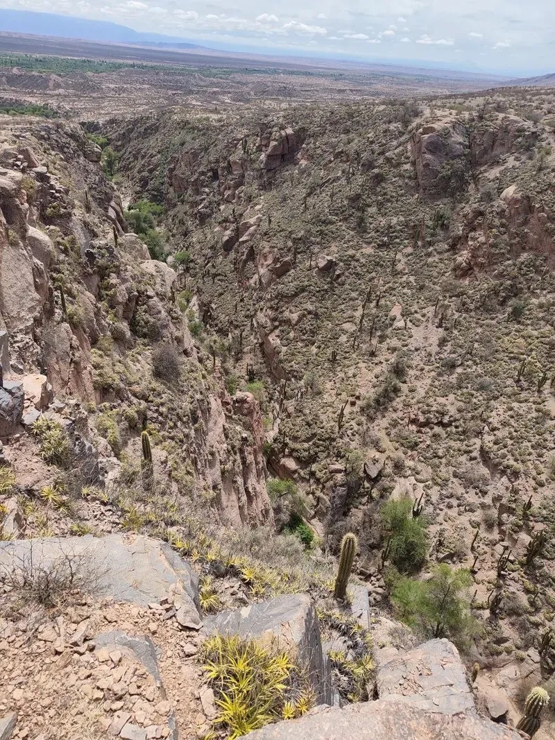 La quebrada de la Cola de la Novia desde lo alto, con cardones y el valle al fondo