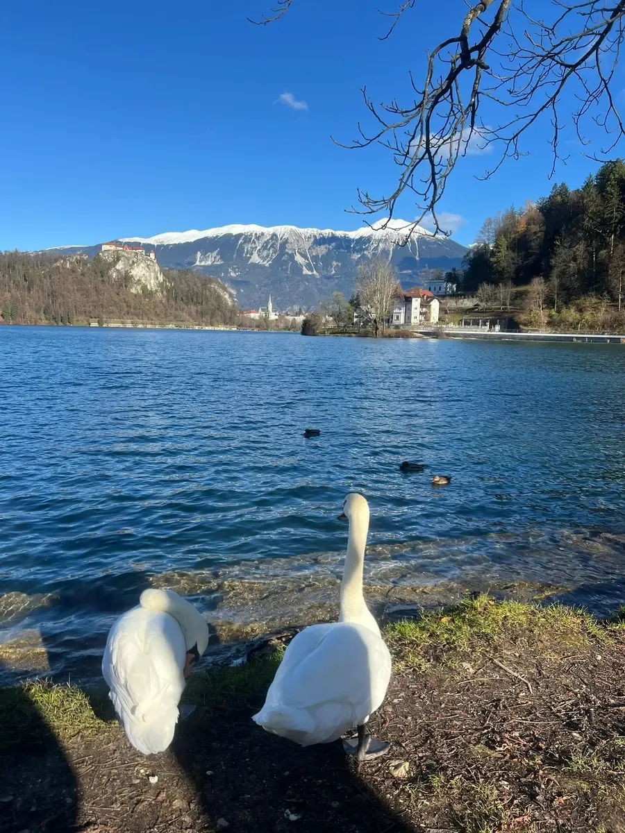 vida animal al lado del Lago Bled