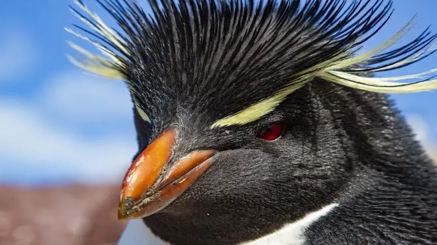 Primer plano de un pingüino penacho amarillo, con sus cejas doradas y el pico anaranjado, en Isla Pingüino