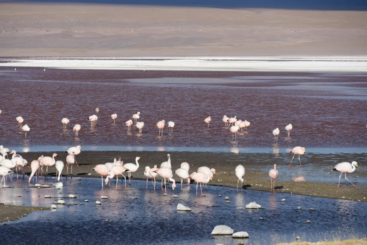 Flamencos en las aguas someras de la Laguna Colorada