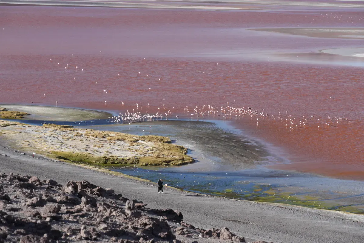 Laguna Colorada con aguas rojizas y bancos de sal blanca bajo un volcán