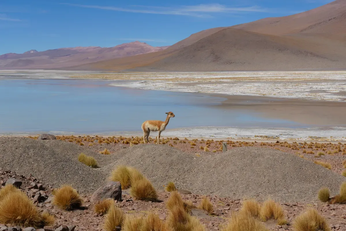 Una vicuña junto a una laguna del altiplano rodeada de paja brava