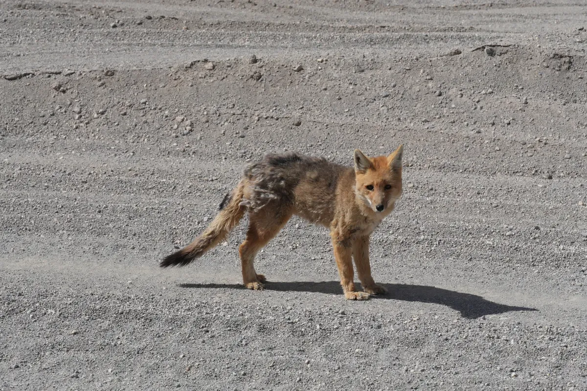 Un zorro cruzando una pista de arena del altiplano boliviano