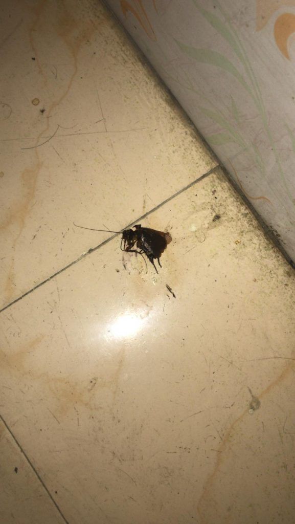 cucaracha muerta