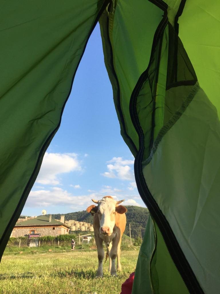 Despertar acompañados de vacas con Marismeña
