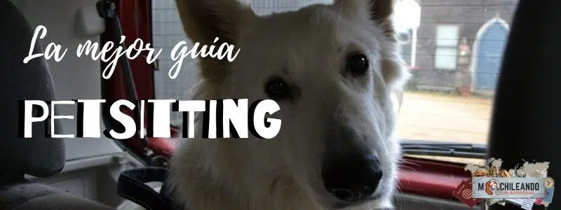 ¿Qué es el Petsitting?