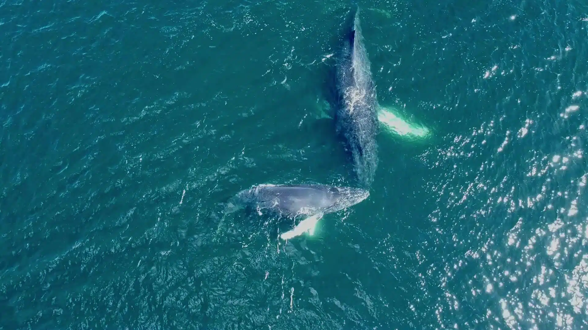 Ballena azul emergiendo en la Patagonia chilena durante excursión de avistamiento