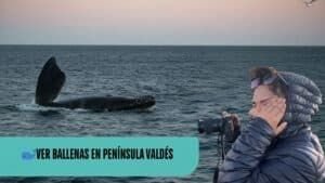 Ballena franca austral mostrando la cola en el mar durante avistamiento de ballenas en Península Valdés, Argentina