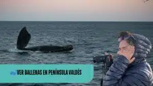 Ballena franca austral mostrando la cola en el mar durante avistamiento de ballenas en Península Valdés, Argentina