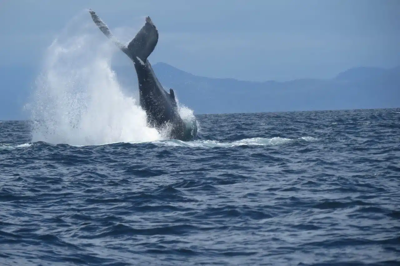 Cola de ballena azul entrando en el agua en la Patagonia chilena