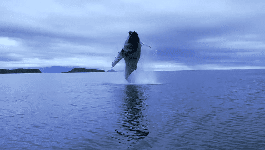 ballena azul saltando