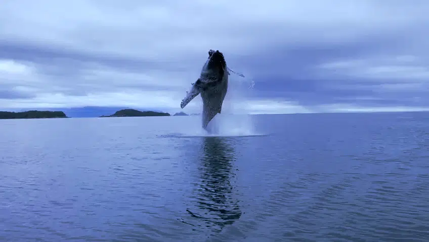 ballena azul saltando